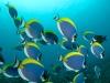 Powder Blue Surgeon Shoal